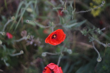 red poppy flower
