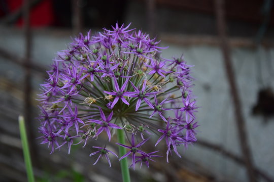 Lila Pusteblume