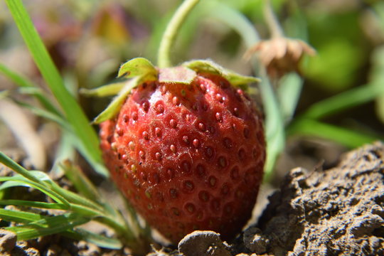 Erdbeere