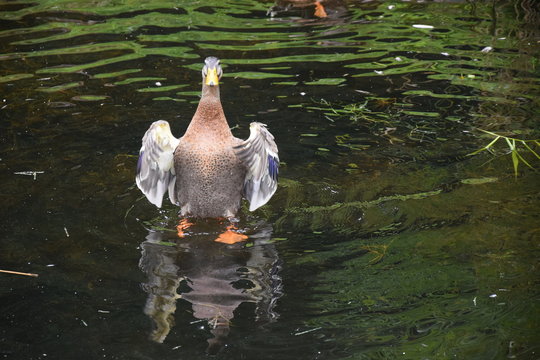 Ente im Wasser