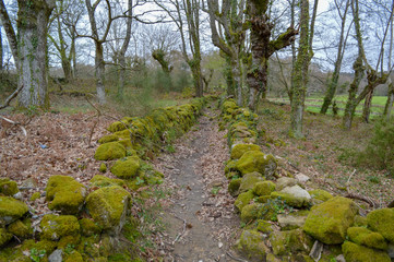 Camino de Santiago, Viaje, viajes, caminada, senderismo, naturaleza, paisaje, camino, paseo, bosque, campo,  