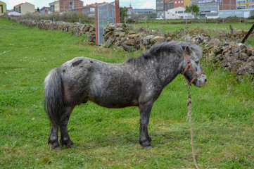 poni, pony, caballo, yegua, animales, animal, campo, naturaleza, ganadería, ganado, mascota, 