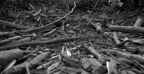 Dry branches on a forest path. Black and white photo. Macro shot.