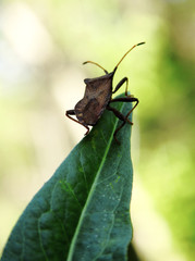 A bug-stink on top of a leaf. Macro shot.
