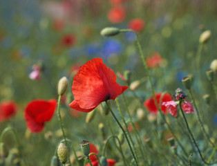 field with red blooming poppies and green leaves on a spring day