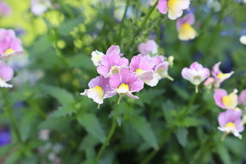 ネメシアのピンクの花
