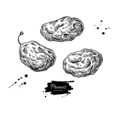 Dried plum set. Prune vector drawing. Hand drawn dehydrated fruit illustration.