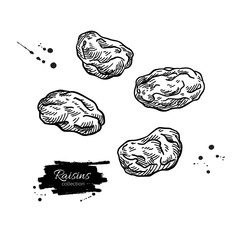 Raisins vector drawing. Dried grape objects. Hand drawn dehydrated fruit illustration. - obrazy, fototapety, plakaty
