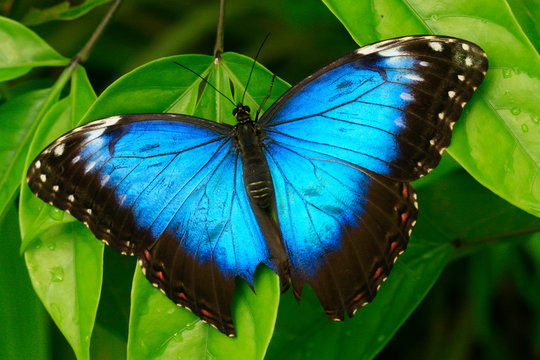 
color macro photo of an exotic butterfly in the rainforest on a sunny day on the mountain