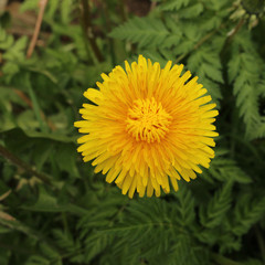 Blooming yellow dandelion on a green background.