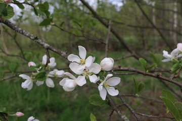 Blossoming beautifully gently pink apple trees. Once a year, the gardens bloom!