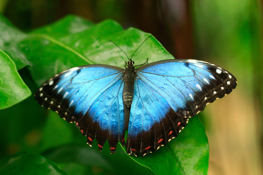 
color macro photo of an exotic butterfly in the rainforest on a sunny day on the mountain
