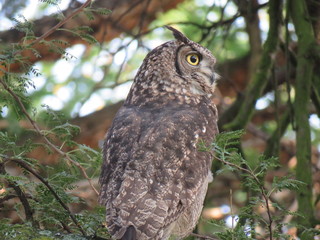 Spotted Eagle Owl
