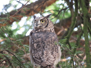 Spotted Eagle Owl