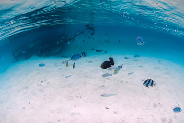 Obraz premium Tropical blue sea with wreck on sandy bottom and tropical fish, underwater in Mauritius