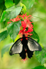 
color macro photo of an exotic butterfly in the rainforest on a sunny day on the mountain