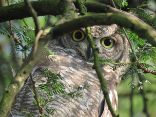 Spotted Eagle Owl
