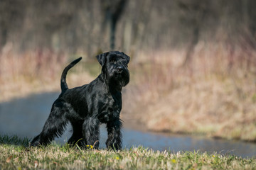 Standart schnauzer posing outside. Purebred dog posing.	