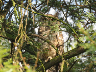 Spotted Eagle Owl
