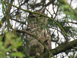 Spotted Eagle Owl
