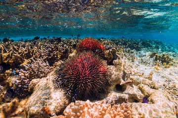 Naklejka na ściany i meble Underwater scene with corals and red starfish in tropical sea