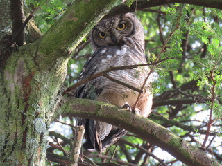 Spotted Eagle Owl
