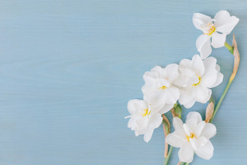 White beautiful daffodils flowers on light blue wooden background with copy space. Spring mood. Tenderness