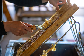 Hand removing wax from honey frame full of honey with beekeeping fork. Honey and beekeeper work background