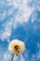 Ripe dandelion on a blue background.