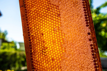 Waxed honeycombs on wooden frame full of honey situated outdoors. Sunny weather