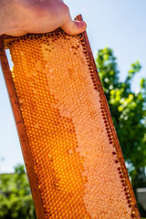 Waxed honeycombs on wooden frame full of honey situated outdoors. Sunny weather