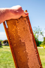 Hand holding waxed honeycombs on wooden frame full of honey situated outdoors. Sunny weather