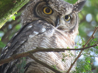 Spotted Eagle Owl
