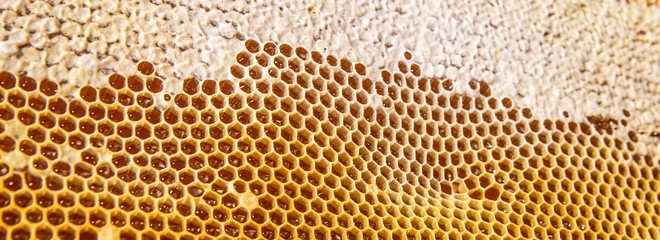 Waxed honeycombs on wooden frame texture background. Frame full of golden honey