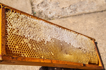 waxed honeycombs on wooden frame full of honey situated outdoors. Sunny weather