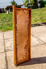 Vertical waxed honeycombs on wooden frame full of honey situated outdoors. Sunny weather