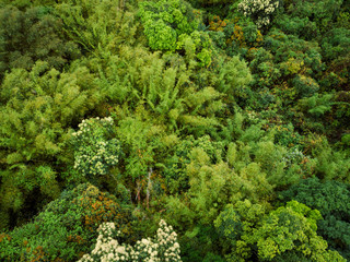 Naklejka premium Aerial drone view of bamboo trees in spring tropical forest