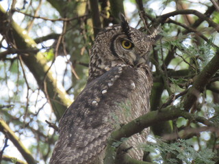 Spotted Eagle Owl
