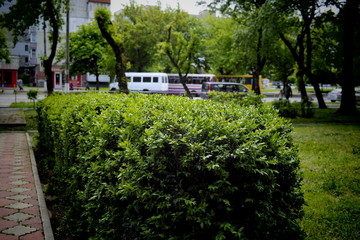 garden in paris