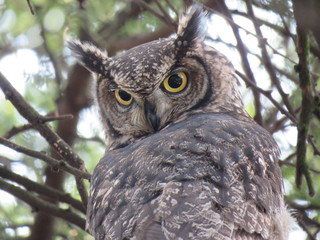 Spotted Eagle Owl
