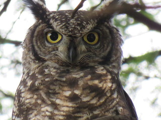 Spotted Eagle Owl
