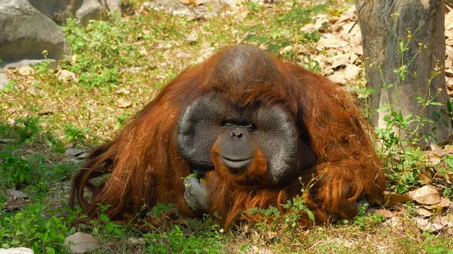Close up portrait of an adult male orangutan sitting under the tree and looking around. Wild nature stock footage.