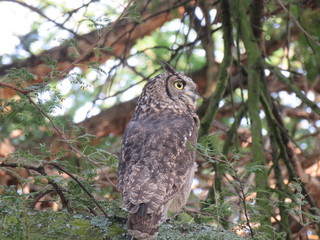Spotted Eagle Owl
