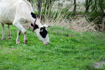 a cow walks in a meadow, green grass is around