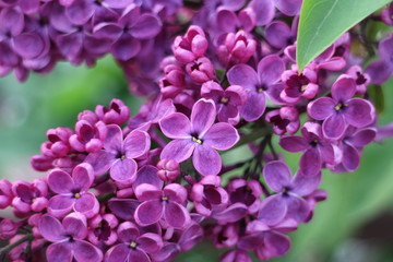 five petal lilac flower