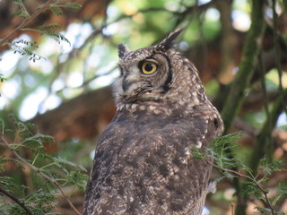 Spotted Eagle Owl
 