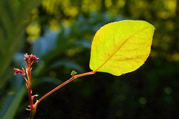 Single leaf backlit by sunlight