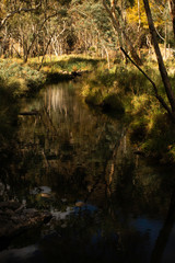 Gorge Road Creek water reflections