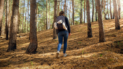 Naklejka na ściany i meble Rear view photo of female tourist with backpack cwalking up the hill in pine forest