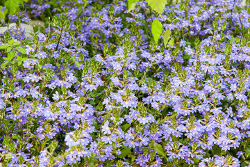 Obraz premium flowerbed of flowers blossomed in spring